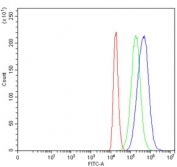 Flow cytometry testing of human 293T cells with MTMR2 antibody at 1ug/million cells (blocked with goat sera); Red=cells alone, Green=isotype control, Blue= MTMR2 antibody.