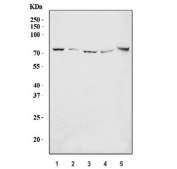 Western blot testing of 1) human HeLa, 2) human Caco-2, 3) human HL60, 4) rat testis and 5) mouse testis tissue lysate with MTMR2 antibody. Predicted molecular weight ~73 kDa.