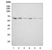 Western blot testing of 1) human Raji, 2) human K562, 3) rat brain, 4) rat C6, 5) mouse brain and 6) mouse NIH 3T3 cell lysate with MYC antibody. Theoretical molecular weight: ~50 kDa but routinely observed at 50~70 kDa.