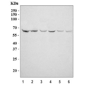 Western blot testing of 1) human Raji, 2) human K562, 3) rat brain, 4) rat C6