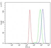 Flow cytometry testing of human ThP-1 cells with MYC antibody at 1ug/million cells (blocked with goat sera); Red=cells alone, Green=isotype control, Blue= MYC antibody.