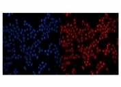 Immunofluorescent staining of FFPE human MCF7 cells with NUP210 antibody (red) and DAPI nuclear stain (blue). HIER: steam section in pH6 citrate buffer for 20 min.