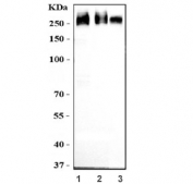Western blot testing of 1) human MCF7, 2) human HEK293 and 3) rat thymus tissue lysate with NUP210 antibody. Predicted molecular weight ~205 kDa but may be observed at higher molecular weights due to glycosylation.