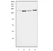 Western blot testing of human 1) HeLa, 2) HEK293, 3) K562 and 4) U-87 MG cell lysate with Myomegalin antibody. There are multiple isoforms of this protein and it is commonly observed at molecular weight 120-265 kDa.