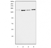 Western blot testing of human 1) HeLa, 2) HEK293, 3) K562 and 4) U-87 MG cell lysate with Myomegalin antibody. There are multiple isoforms of this protein and it is commonly observed at molecular weight 120-265 kDa.