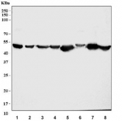 Western blot testing of 1) human HeLa, 2) human SK-OV-3, 3) human K562, 4) human Raji, 5) rat skeletal muscle, 6) rat C6, 7) mouse skeletal muscle and 8) mouse RAW264.7 cell lysate with PDLIM7 antibody. Multiple isoforms with predicted molecular weights of 16-50 kDa.