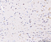 IHC staining of FFPE mouse brain tissue with PLD3 antibody. HIER: boil tissue sections in pH8 EDTA for 20 min and allow to cool before testing.