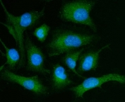 Immunofluorescent staining of FFPE human A549 cells with PLD3 antibody (green) and DAPI nuclear stain (blue). HIER: steam section in pH6 citrate buffer for 20 min.