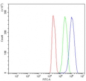 Flow cytometry testing of rat C6 cells with PPP2R1A antibody at 1ug/million cells (blocked with goat sera); Red=cells alone, Green=isotype control, Blue= PPP2R1A antibody.