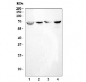 Western blot testing of 1) human HepG2, 2) rat kidney, 3) mouse liver and 4) mouse kidney tissue lysate with PPP2R1A antibody. Predicted molecular weight ~65 kDa.
