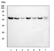 Western blot testing of 1) human HeLa, 2) human HepG2, 3) human A431, 4) monkey COS-7, 5) rat kidney, 6) rat C6 and 7) mouse NIH 3T3 cell lysate with PPP2R1A antibody. Predicted molecular weight ~65 kDa.