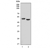Western blot testing of human 1) HeLa and 2) K562 cell lysate with TCPTP antibody. Predicted molecular weight ~48 kDa.