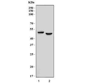 Western blot testing of human 1) HeLa and 2) K562 cell lysate with TCPTP a