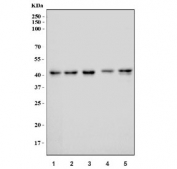 Western blot testing of 1) human HeLa, 2) human HepG2, 3) human 293T, 4) rat testis and 5) rat thymus tissue lysate with RAE1 antibody. Predicted molecular weight: ~41 kDa.