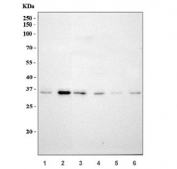 Western blot testing of 1) human HeLa, 2) human HepG2, 3) rat RH35, 4) mouse brain, 5) mouse liver and 6) mouse NIH 3T3 cell lysate with Dexras1 antibody. Predicted molecular weight ~32 kDa.