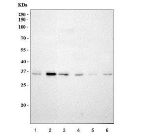 Western blot testing of 1) human HeLa, 2) human HepG2, 3) rat RH35, 4