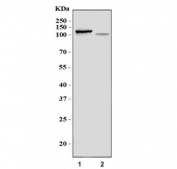 Western blot testing of human 1) K562 and 2) HL60 cell lysate with RBM28 antibody. Predicted molecular weight ~86 kDa.