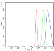 Flow cytometry testing of human A431 cells with RBM28 antibody at 1ug/million cells (blocked with goat sera); Red=cells alone, Green=isotype control, Blue= RBM28 antibody.