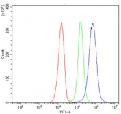 Flow cytometry testing of human Jurkat cells with RBM41 antibody at 1ug/million cells (blocked with goat sera); Red=cells alone, Green=isotype control, Blue= RBM41 antibody.