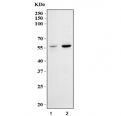 Western blot testing of human 1) HeLa and 2) HEK293 cell lysate with RNF8 antibody. Predicted molecular weight ~56 kDa but may be observed at larger sizes due to ubiquitination.