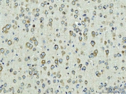 IHC staining of FFPE mouse brain tissue with Rpl9 antibody. HIER: boil tissue sections in pH8 EDTA for 20 min and allow to cool before testing.