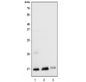 Western blot testing of 1) human PC-3, 2) human ThP-1 and 3) rat stomach tissue lysate with RPL23 antibody. Predicted molecular weight ~15 kDa.