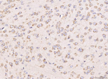 IHC staining of FFPE mouse brain tissue with RPL29 antibody. HIER: boil tissue sections in pH8 EDTA for 20 min and allow to cool before testing.