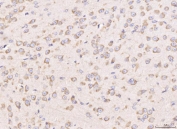 IHC staining of FFPE mouse brain tissue with RPL29 antibody. HIER: boil tissue sections in pH8 EDTA for 20 min and allow to cool before testing.