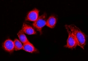 Immunofluorescent staining of FFPE human MCF7 cells with RPL29 antibody (red) and DAPI nuclear stain (blue). HIER: steam section in pH6 citrate buffer for 20 min.