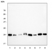 Western blot testing of 1) mouse NIH 3T3, 2) monkey COS-7, 3) human HeLa, 4) human HepG2, 5) rat pancreas, 6) rat C6, 7) mouse pancreas and 8) mouse RAW264.7 cell lysate with RPL29 antibody. Predicted molecular weight ~18 kDa.