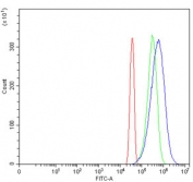 Flow cytometry testing of human HeLa cells with RPL29 antibody at 1ug/million cells (blocked with goat sera); Red=cells alone, Green=isotype control, Blue= RPL29 antibody.