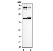 Western blot testing of human 1) K562 and 2) Raji cell lysate with SBNO1 antibody. Predicted molecular weight ~154 kDa (isoform 1), ~81 kDa (isoform 4).