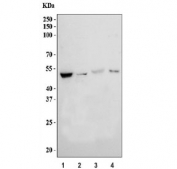 Western blot testing of human 1) HEL, 2) HL60, 3) SH-SY5Y and 4) 293T cell lysate with SNIP1 antibody. Predicted molecular weight ~46 kDa.
