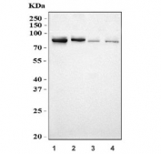 Western blot testing of 1) human HEK293, 2) human HeLa, 3) rat brain and 4) rat C6 cell lysate with Spartin antibody. Predicted molecular weight ~73 kDa.