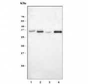 Western blot testing of 1) human HepG2, 2) rat testis, 3) rat C6 and 4) mouse testis tissue lysate with Synaptonemal Complex Protein 3 antibody. Expected molecular weight: 28-34 kDa.