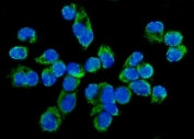 Immunofluorescent staining of FFPE human T-47D cells with TARS2 antibody (green) and DAPI nuclear stain (blue). HIER: steam section in pH6 citrate buffer for 20 min.