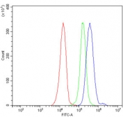 Flow cytometry testing of human JK-1 cells with TRMT1 antibody at 1ug/million cells (blocked with goat sera); Red=cells alone, Green=isotype control, Blue= TRMT1 antibody.