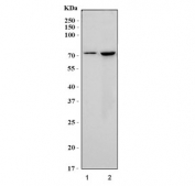 Western blot testing of human 1) Jurkat and 2) 293T cell lysate with TRMT1 antibody. Predicted molecular weight ~72 kDa.