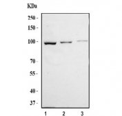Western blot testing of human 1) 293T, 2) Jurkat and 3) HeLa cell lysate with TUBGCP3 antibody. Predicted molecular weight ~104 kDa.