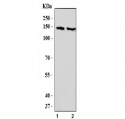 Western blot testing of human 1) Jurkat and 2) HEK293 cell lysate with UBAP2 antibody. Predicted molecular weight ~117 kDa.