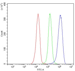 Flow cytometry testing of human JK-1 cells with UBAP2 antibody at 1ug/million cells (blocked with goat sera); Red=cells alone, Green=isotype control, Blue= UBAP2 antibody.~