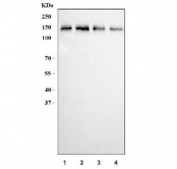 Western blot testing of human 1) Jurkat, 2) K562, 3) PC-3 and 4) HeLa cell lysate with UBAP2L antibody. Predicted molecular weight ~115 kDa but may be observed at 150-160 kDa.