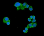 Immunofluorescent staining of FFPE human T-47D cells with UBAP2L antibody (green) and DAPI nuclear stain (blue). HIER: steam section in pH6 citrate buffer for 20 min.