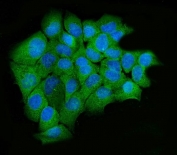 Immunofluorescent staining of FFPE human A431 cells with hUPF2 antibody (green) and DAPI nuclear stain (blue). HIER: steam section in pH6 citrate buffer for 20 min.