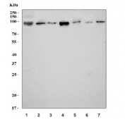 Western blot testing of 1) human ThP-1, 2) human Jurkat, 3) rat brain, 4) rat C6, 5) mouse heart, 6) mouse brain and 7) mouse Neuro-2a antibody. Expected molecular weight: 96-160 kDa depending on glycosylation level.