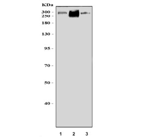 Western blot testing of 1) human ThP-1, 2) rat stomach and 3) rat C6 cel