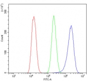 Flow cytometry testing of human U-2 OS cells with FLNB antibody at 1ug/million cells (blocked with goat sera); Red=cells alone, Green=isotype control, Blue= FLNB antibody.