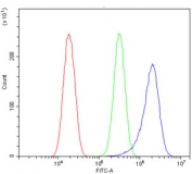 Flow cytometry testing of human HeLa cells with FLNB antibody at 1ug/million cells (blocked with goat sera); Red=cells alone, Green=isotype control, Blue= FLNB antibody.