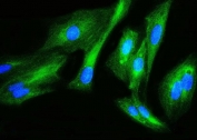 Immunofluorescent staining of FFPE human U-2 OS cells with FLNB antibody (green) and DAPI nuclear stain (blue). HIER: steam section in pH6 citrate buffer for 20 min.