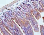 IHC staining of FFPE mouse intestinal tissue with FLNB antibody. HIER: boil tissue sections in pH8 EDTA for 20 min and allow to cool before testing.